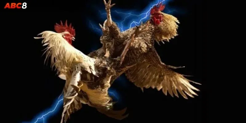 Đá Gà 4K – 5 Trải Nghiệm Mãn Nhãn Đầu Năm 2025